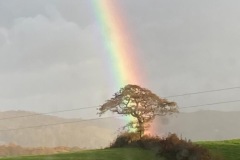 Rainbow-behind-tree-near-TBC